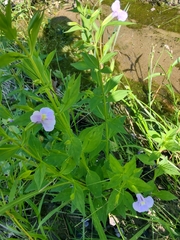 Mimulus ringens