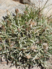 Gnaphalieae