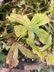 Astrantia major