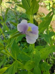 Mimulus ringens