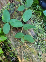 Lathyrus ochroleucus