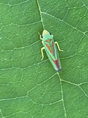 Graphocephala fennahi