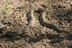 Heterodon nasicus
