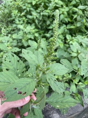 Amaranthus hybridus