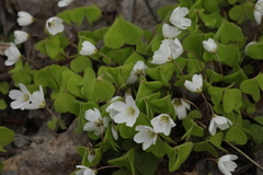Oxalis acetosella