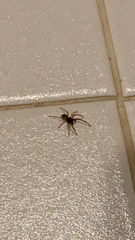 Trachelas tranquillus