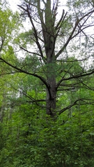 Plantae