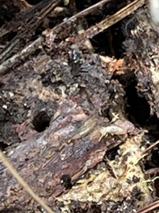 Reticulitermes flavipes