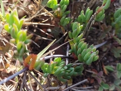 Lampranthus peacockiae