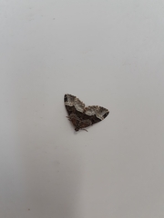 Euphyia intermediata