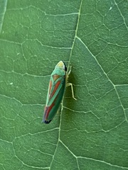 Graphocephala fennahi