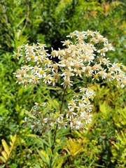 Doellingeria umbellata