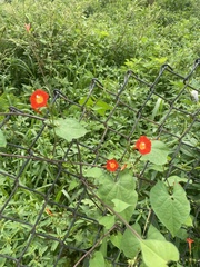 Ipomoea hederifolia