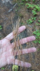 Plantae