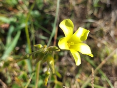 Oxalis pes-caprae