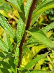 Doellingeria umbellata