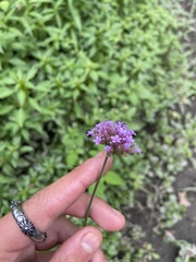 Verbena bonariensis