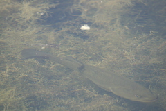 Micropterus salmoides