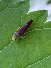 Graphocephala coccinea