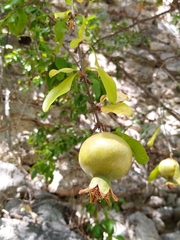 Punica granatum