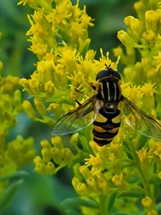 Helophilus fasciatus