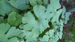 Sanguinaria canadensis