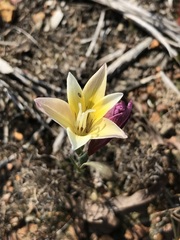 Gladiolus trichonemifolius