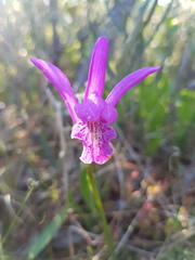 Arethusa bulbosa