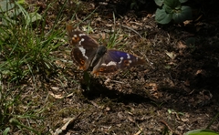 Apatura ilia
