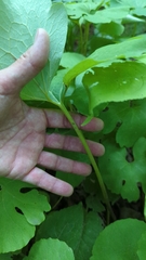 Sanguinaria canadensis