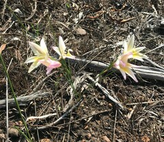 Gladiolus trichonemifolius