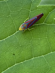Graphocephala coccinea