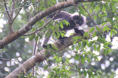 Trachypithecus obscurus