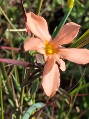 Moraea