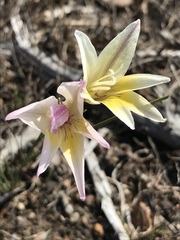 Gladiolus trichonemifolius