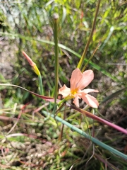 Moraea