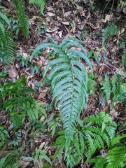 Microlepia marginata