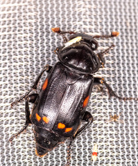 Nicrophorus pustulatus