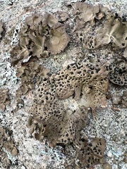 Umbilicaria muhlenbergii