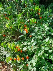 Alkekengi officinarum
