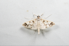 Polythlipta divaricata