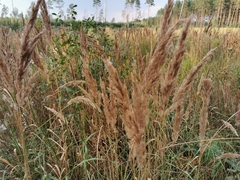 Calamagrostis epigejos