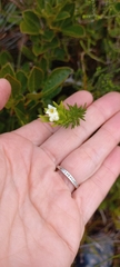 Lachnaea densiflora