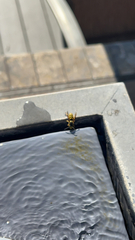 Vespula pensylvanica