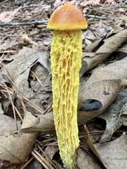 Aureoboletus betula