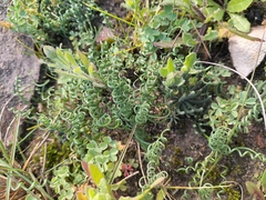 Gethyllis lanuginosa