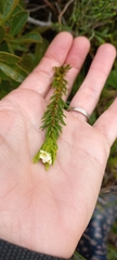 Lachnaea densiflora