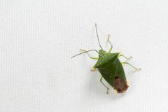 Acanthosoma asahinai