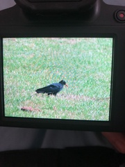 Pyrrhocorax pyrrhocorax