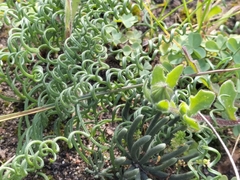 Gethyllis lanuginosa